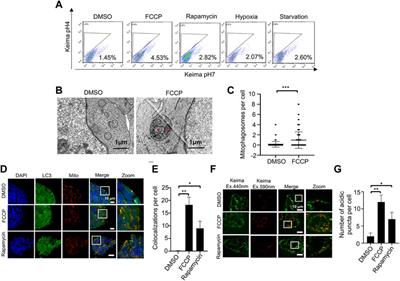 Evaluating mitophagy in embryonic stem cells by using fluorescence-based imaging